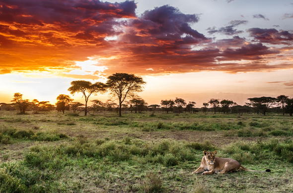 Serengeti safari landscape and wildlife view